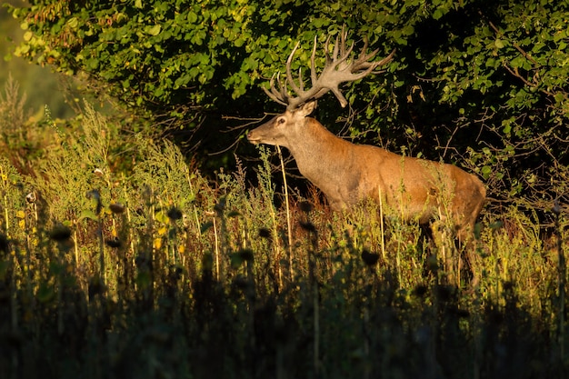 Red deer in the nature habitat during the deer rut