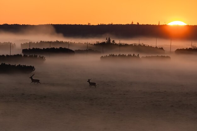 Red deer in nature at sunrise