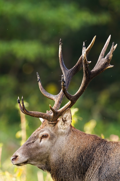 Red deer observing in nature in sunlight