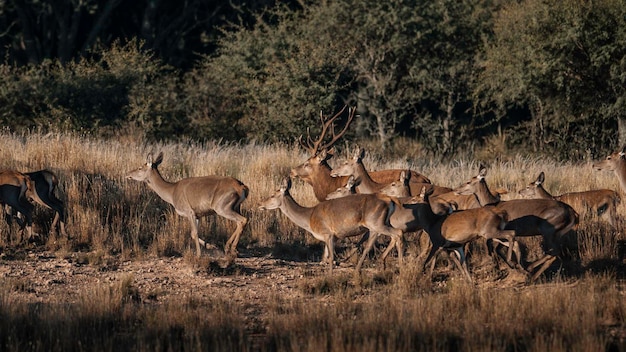 Red deer in Parque Luro Nature Reserve La Pampa Argentina