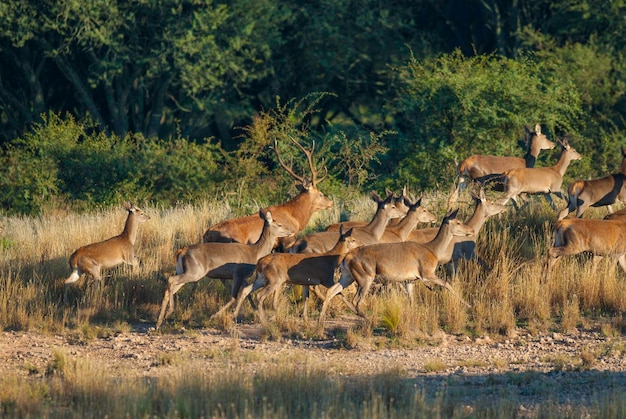 Red deer in Parque Luro Nature Reserve La Pampa Argentina