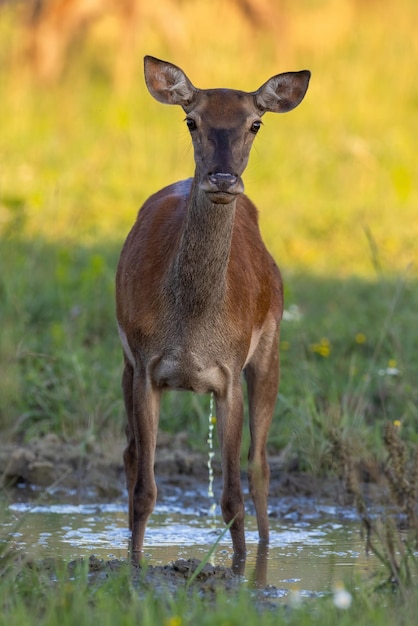 Red deer peeing to the water on meadow in vertical shot