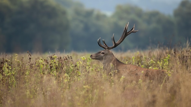 Red deer peeking out of long grass in autumn nature