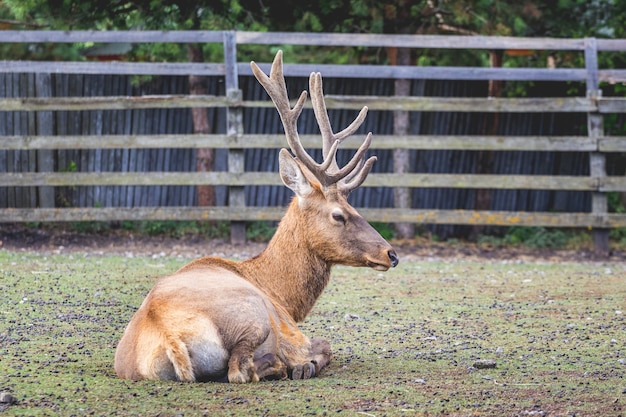 Photo the red deer in the reserve lies on the ground while resting_