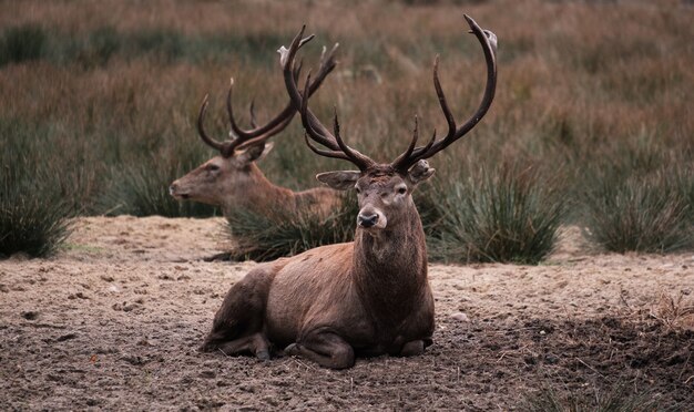 Red deer resting in the nature