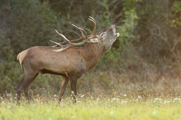 Red deer roaring on meadow in autumn rutting season