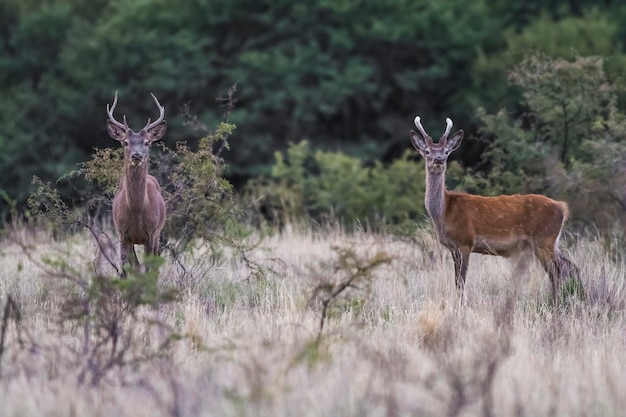 Photo red deer rut season la pampa argentina