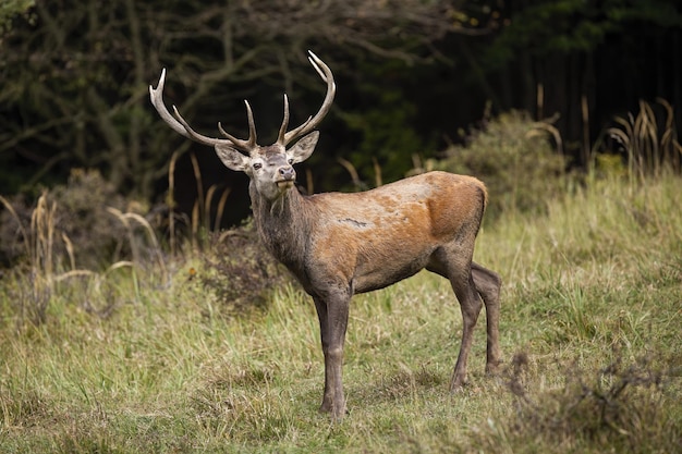 Red deer sniffing on green glade in autumn nature