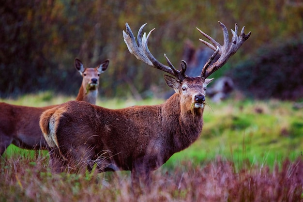 A red deer stag and a doe in the countryside.