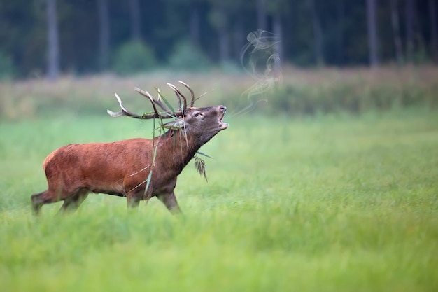 A red deer stag in a field