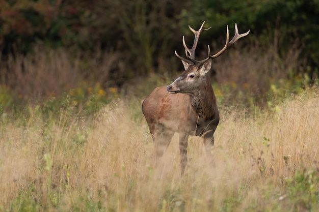 Cervo cervo che guarda da parte in un prato con erba secca alta nella natura autunnale