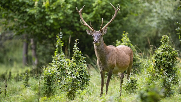 Maschio dei cervi nobili che osserva sul prato in foresta