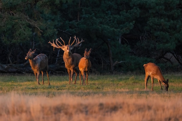 Red deer stag roaring on a meadow at sunset in autumn