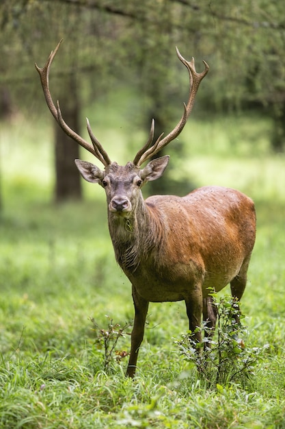 Red deer stag standing in green forest