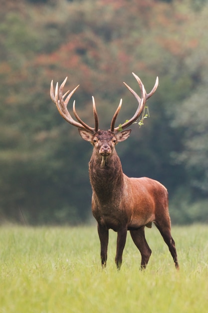 Red deer stag standing on meadow with green grass