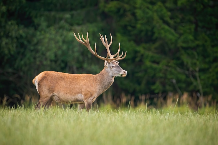 Photo red deer stag standing on a open pasture in nature
