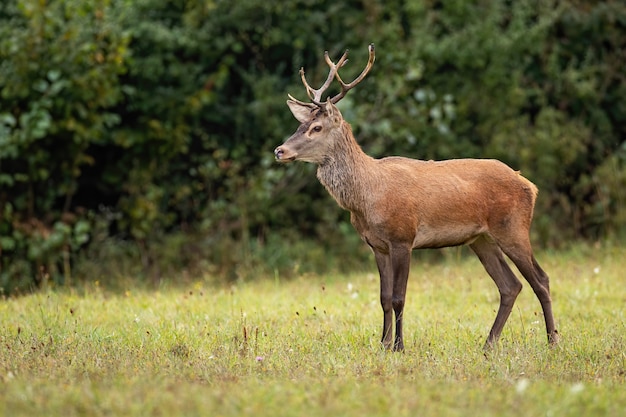 Red deer stag watching anxiously in the wilderness