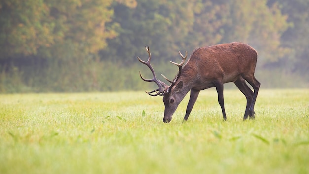 Cervo rosso con le corna che pascolano su un'erba verde in autunno