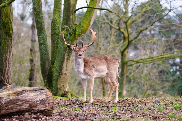 Олень благородный с рогами в весеннем лесу Amsterdamse Waterleidingduinen в Нидерландах