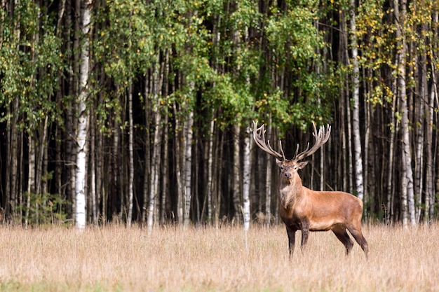 Red deer stag with big horns looking at camera against green birch forest.