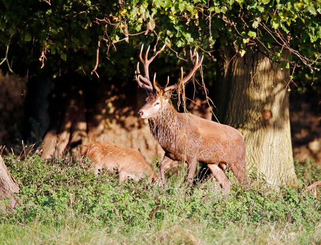 Red deer stags during the annual rut