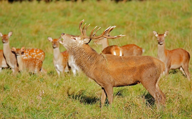 Red deer stags during the annual rut