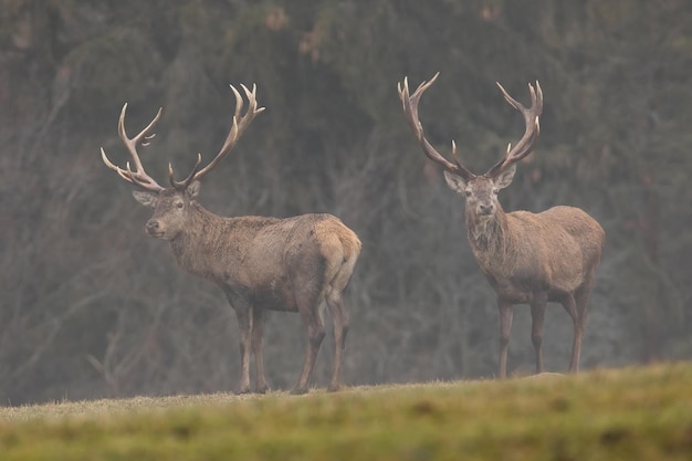 Cervi rossi che emergono da una nebbia nella natura autunnale