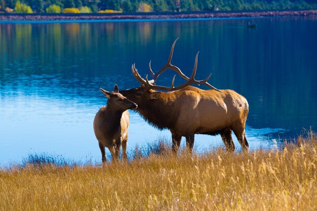 Photo red deer standing on grassy field by lake