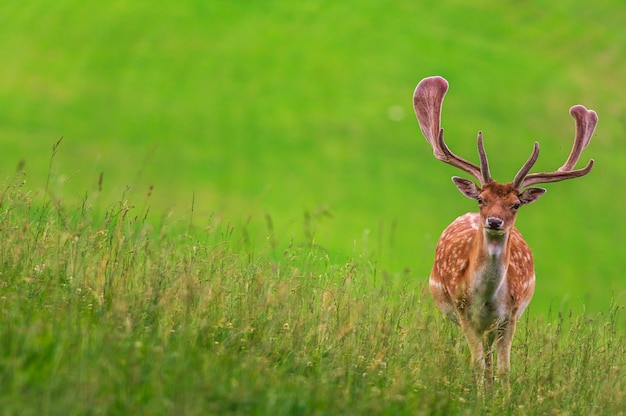 Red Deer in Val Badia, on a meadow