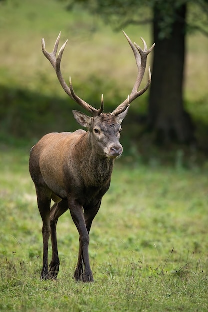 Red deer walking on grassland in autumn from front in vertical shot