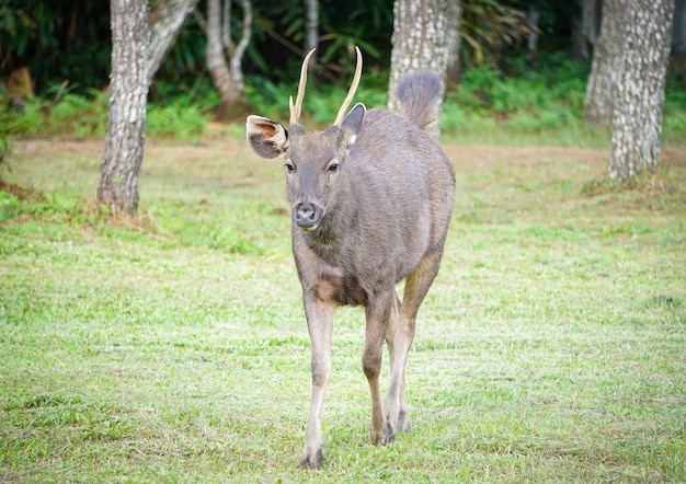 レッドディアウォーキング-国立公園のオスの角を持つ鹿