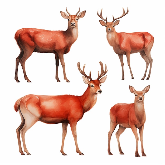 Red Deer Watercolor Ensemble Captivating Illustration Collection