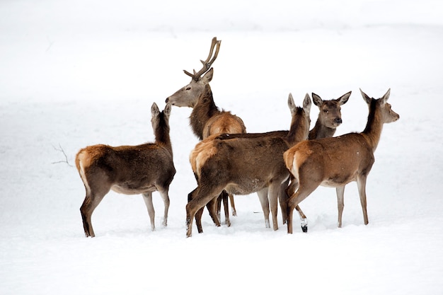 Red deer with family in winter 