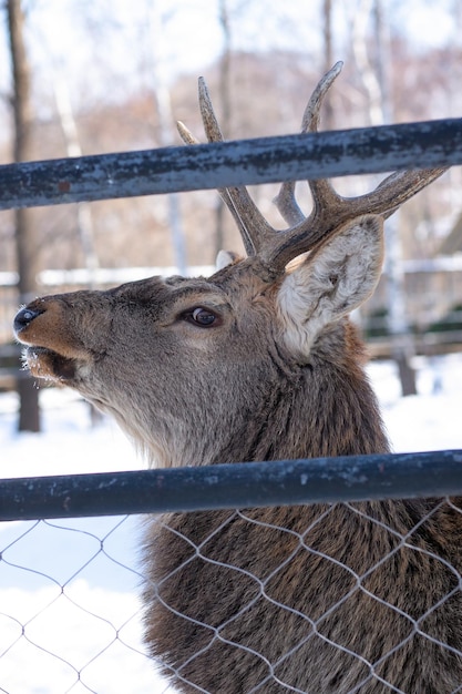 冬の日の動物園でのレッドディア東アジアの本物の鹿正面図
