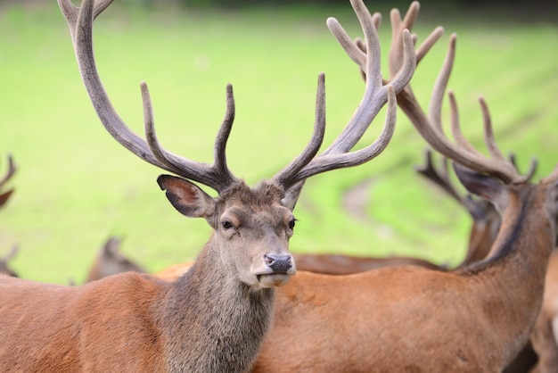 Red deers on a meadow