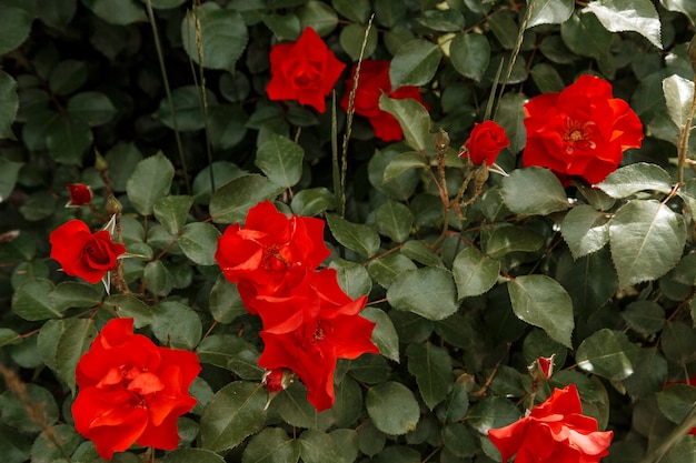 Red delicate flowers closeup. 