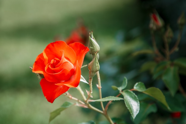 Primo piano delicato rosso dei fiori.