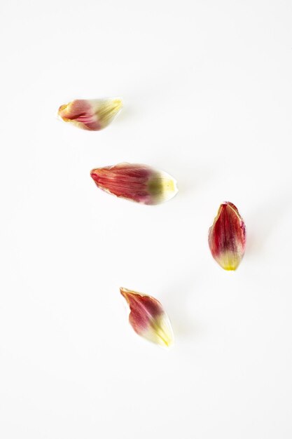 Photo red delicate spring tulip on original background