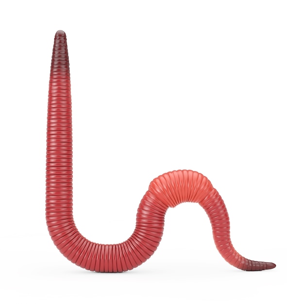 Red Dendrobena Rain Earth Worm op een witte achtergrond. 3D-rendering