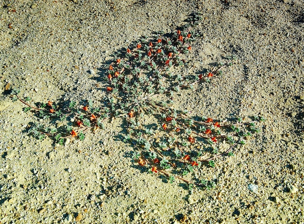 赤い砂漠の花、モンゴルアルタイ、モンゴル