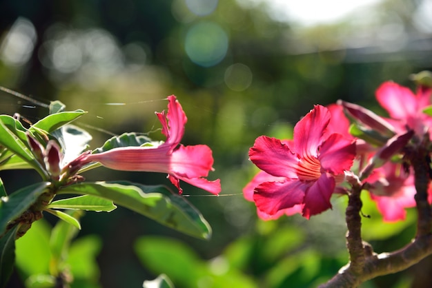 Red desert rose in nature on green background