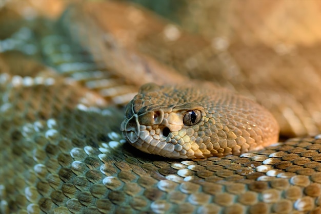 Serpente a sonagli diamante rosso