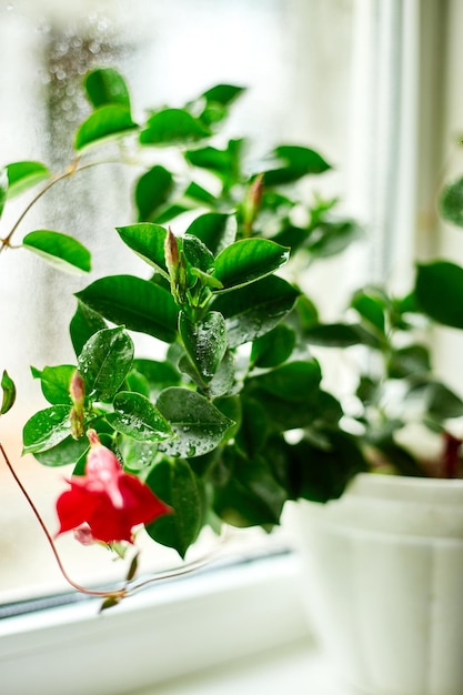 Red Dipladenia flower growing in the pot on the windowsill at home Mandevilla sanderi with soft focus in the background gardening conceptxA