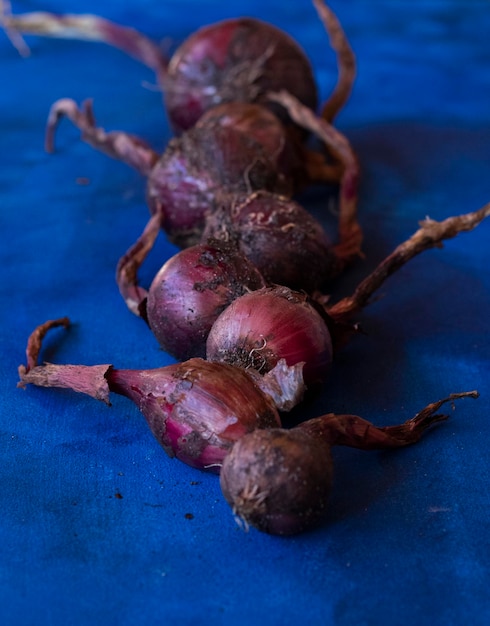 red dirty onion on abstract background