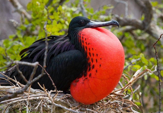 Red doen zwellen fregat zit op een nest