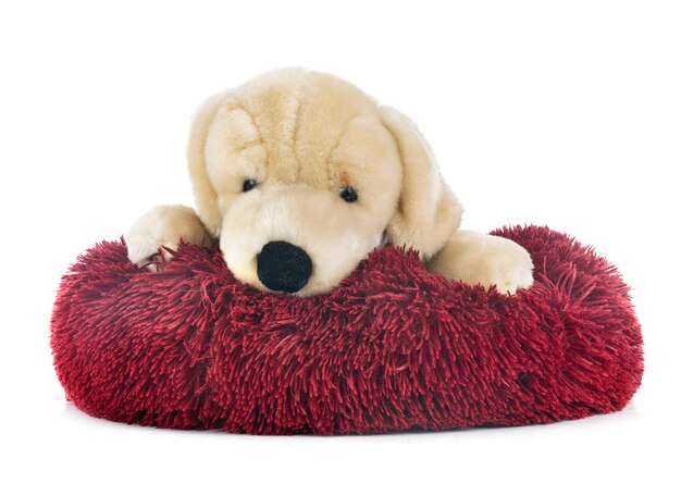 Photo red dog bed isolated