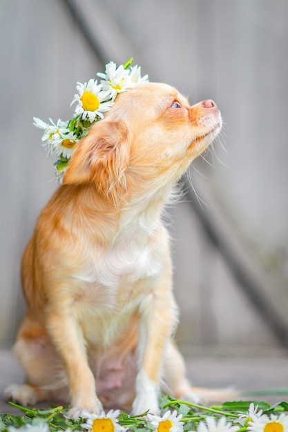 Red dog breed Chihuahua sitting, muzzle up, on his head a wreath of daisies, on a gray wooden background.