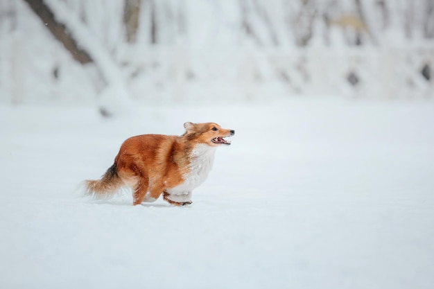 Red dog breed dog runs in the snow.