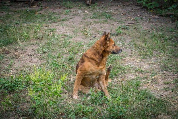 赤い犬は彼女の耳を掻いて行く