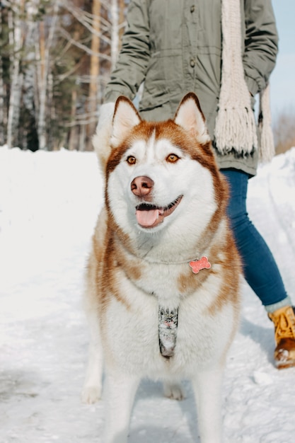 Husky rosso del cane con la sua ragazza castana della padrona nella foresta all'aperto nella stagione fredda